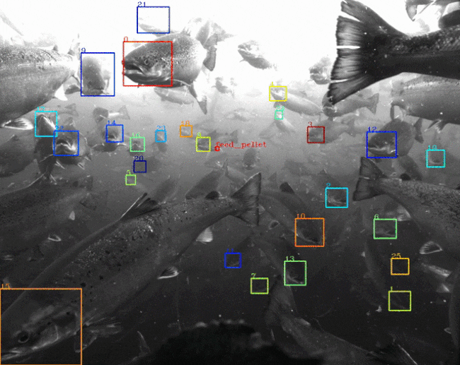 A short video of an AI-based salmon monitoring system.