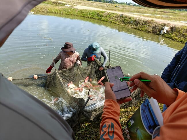 A person monitoring the harvest of fish.