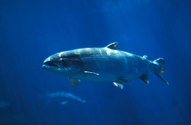 Atlantic salmon underwater.