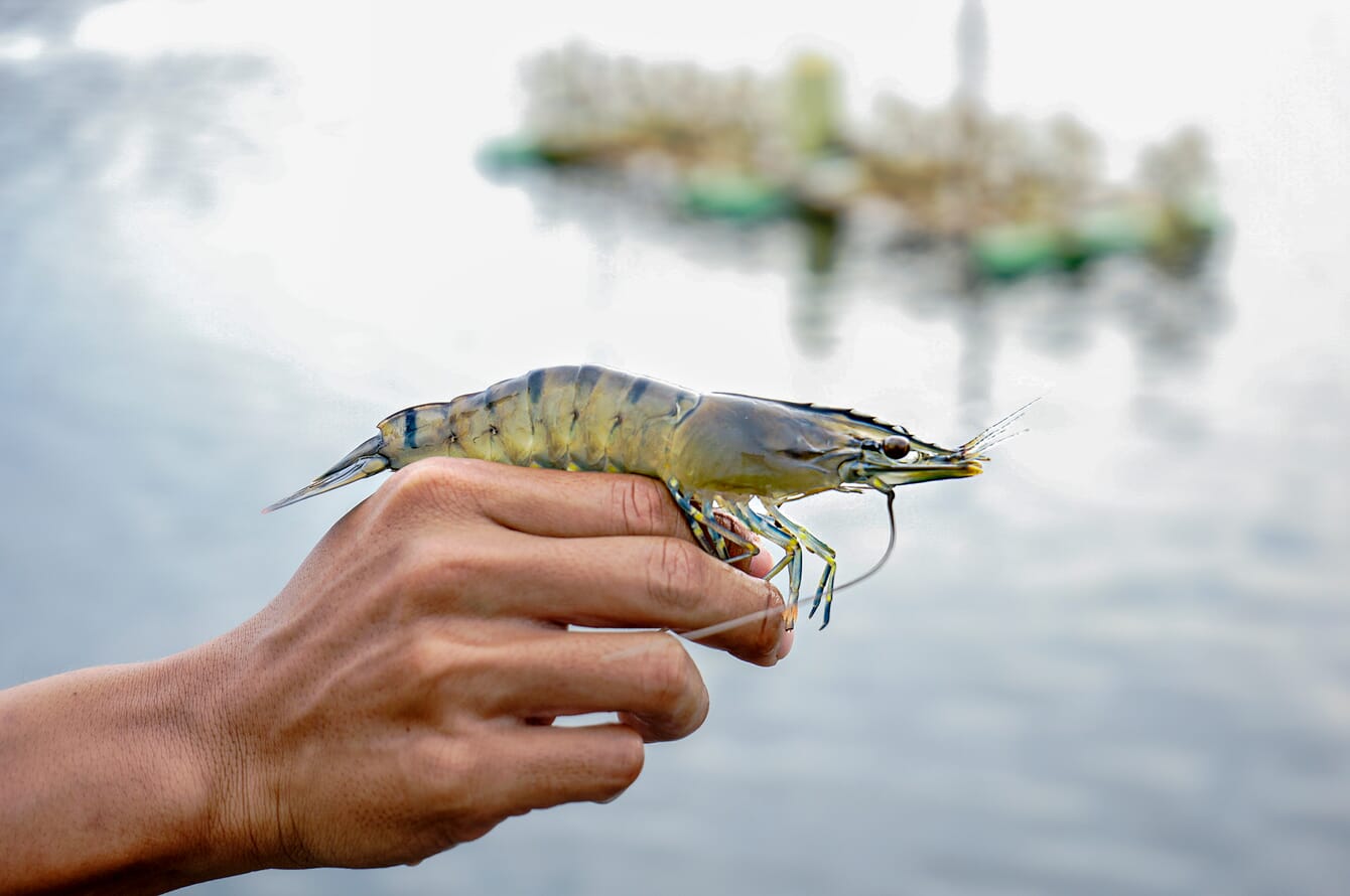 A man holding a black tiger shrimp in a farm.