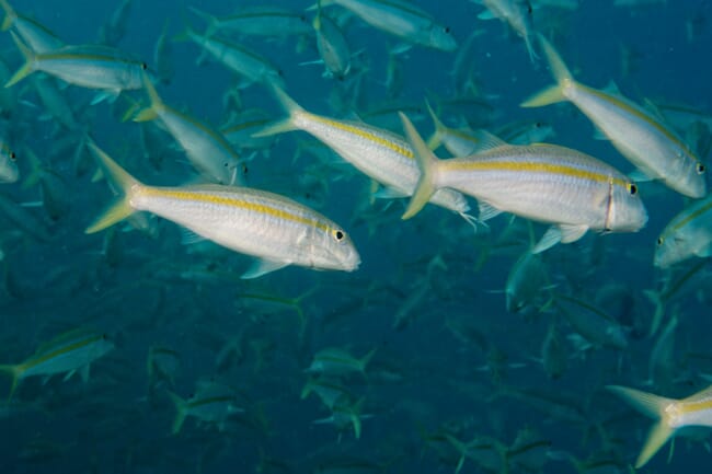 A shoal of fish.