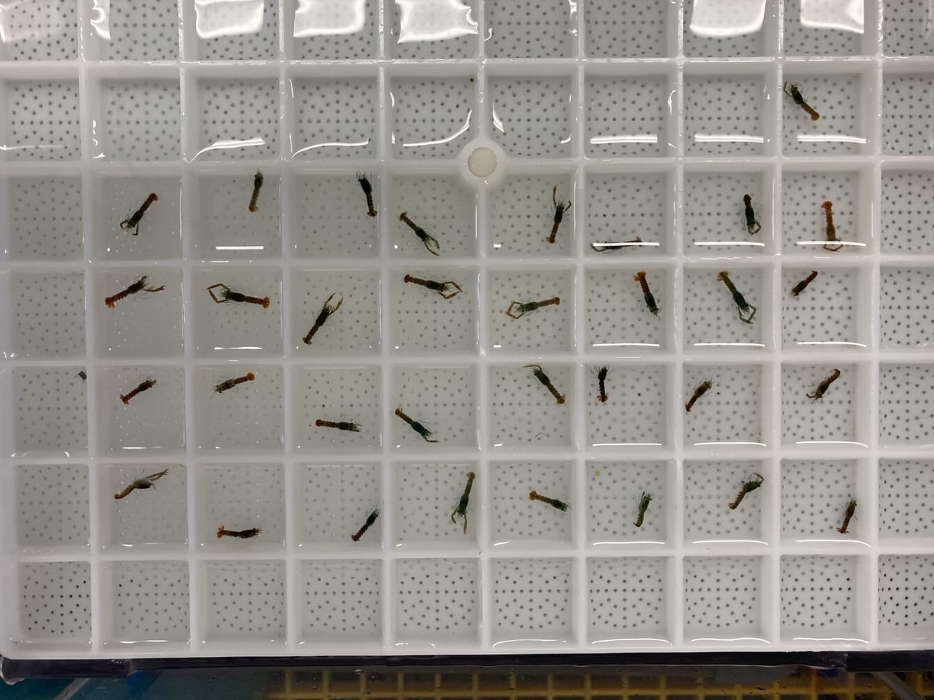 Juvenile lobsters