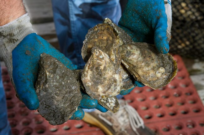 Hands holding oysters.