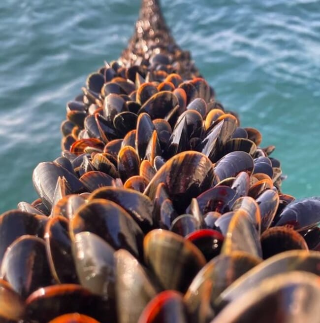 Rope-grown mussels.