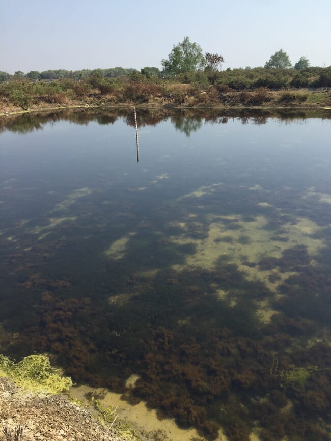 A clear pond.