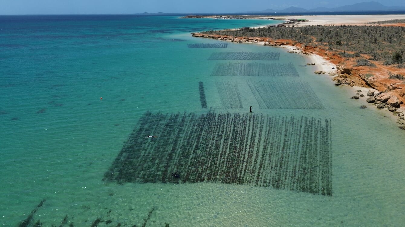 An aerial view of a seaweed farm in Venezuela.