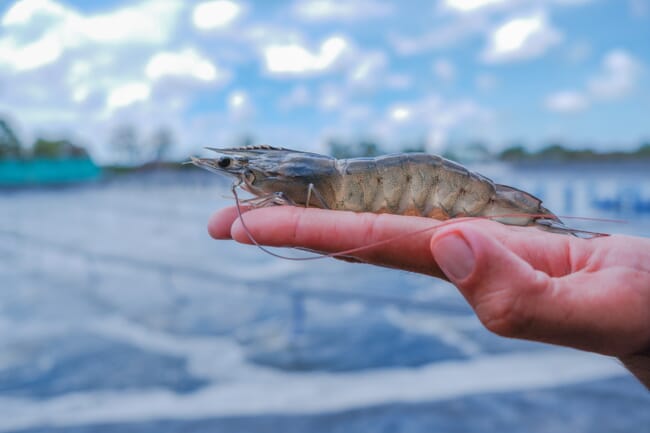 A shrimp resting on someone's hand.