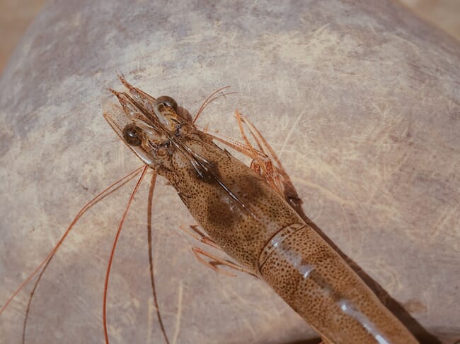 A shrimp in a tank.