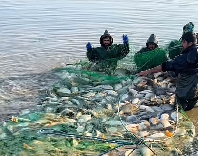 People catching fish in a net.